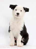 Black-and-white Border Collie puppy sitting