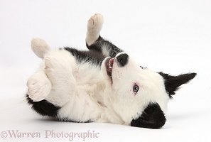 Black-and-white Border Collie puppy rolling on his back