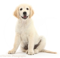 Golden Retriever pup, sitting