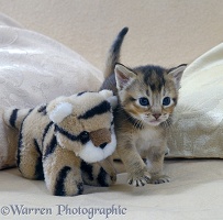 Tabby kitten, 4 weeks old, and tiger toy