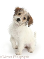 Cute Bichon Frise x Jack Russell puppy