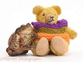 Common Toad and tiny teddy bear