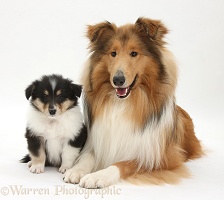 Rough Collie dog and puppy