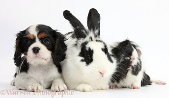 Black-and-white rabbit and Guinea pig with Cavalier pup