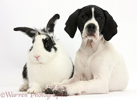 English Pointer puppy and rabbit