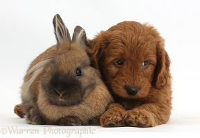 Red F1b Goldendoodle puppy and rabbit