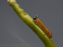 Orange tip butterfly caterpillar 1 day old