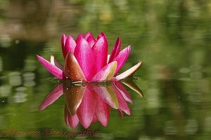 Red water lily flower