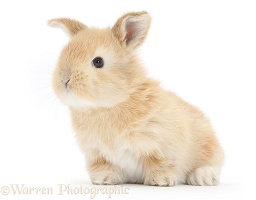 Baby sandy Lop bunny