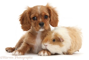 Ruby Cavalier pup and shaggy Guinea pig