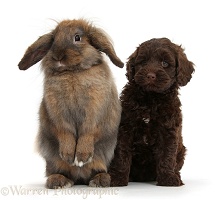 Cute chocolate Toy Goldendoodle puppy and rabbit