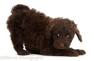 Cute chocolate Toy Goldendoodle puppy in play-bow