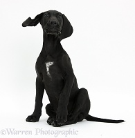 Black Pointer puppy