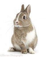 Brown-and-white Netherland bunny