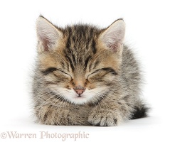 Cute tabby kitten sleeping