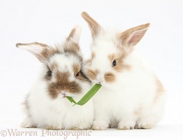 Young rabbits sharing a blade of grass