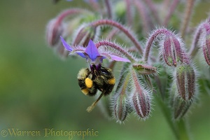 White-tailed Bumblebee worker with full pollen sacs visiting Borage flower