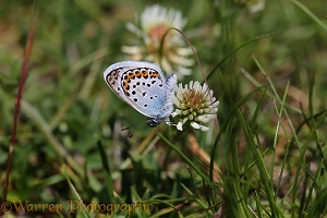 Silver-studded Blue Butterfly on Alpine Clover