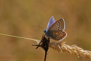 Common Blue Butterfly male