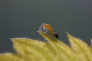 Red Admiral Butterfly caterpillar emerging from egg on nettle leaf