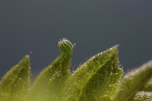 Red admiral Butterfly egg new laid on nettle