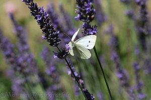 Small White Butterfly taking off form lavender
