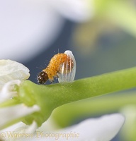 Orange-tip Butterfly egg showing caterpillar hatching