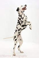 Playful Dalmatian dog standing on hind legs