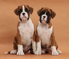 Boxer puppies, 7 weeks old, on brown background