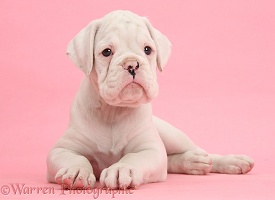 White Boxer puppy on pink background
