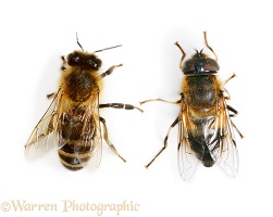 Drone fly mimicking honey bee