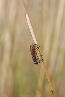 Horsefly laying eggs on grass stem