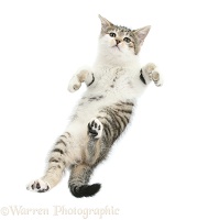 Tabby-and-white kitten taking a flying leap