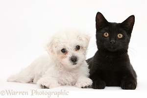 Cute white Bichon x Yorkie puppy and black cat