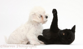 Cute white Bichon x Yorkie puppy and black cat