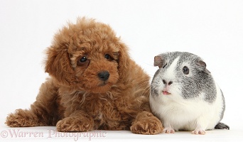 Cute red Toy Poodle puppy and Guinea pig