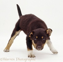 Mongrel puppy in defensive posture