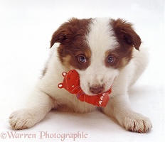 Border Collie puppy defensive over toy
