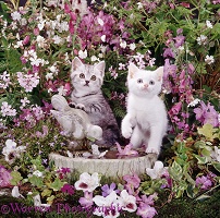Tabby and white kittens at bird bath among flowers