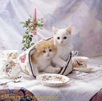 Cosy kittens