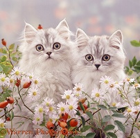 Persian kittens among daisies and rose hips
