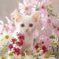 White kitten and pink flowers