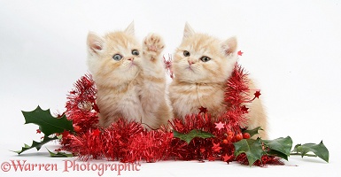 Ginger kittens with red tinsel and holly berries