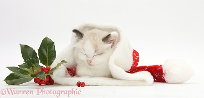Ragdoll-cross kitten sleeping in a Santa hat with holly