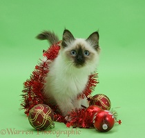 Birman kitten with Christmas tinsel and baubles