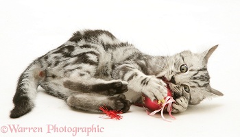 Silver tabby kitten trying to murder Christmas decorations