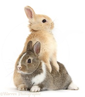 Netherland Dwarf cross bunnies