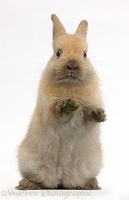Brown bunny standing up