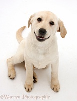 Yellow Labrador Retriever pup