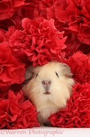 Cute baby yellow Guinea pig among red carnation flowers